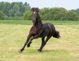 Signs Your Horse Needs Joint Support and How Supplements Can Help